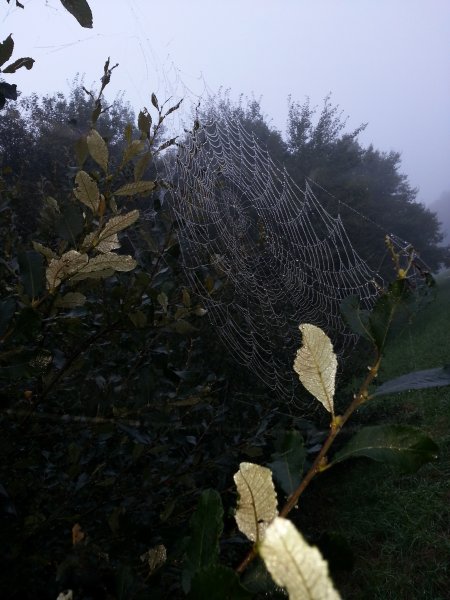 Perles de rosée. Nestin. Bruno Godet